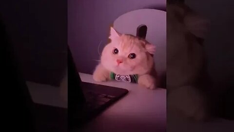 Cute cats!!Funny cats#shorts