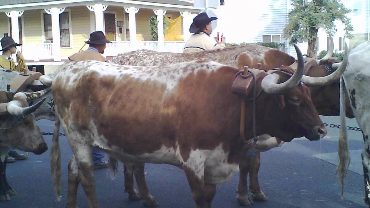 Ox Team and Wagon