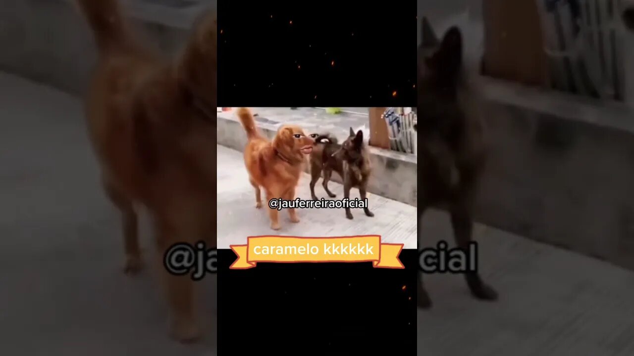 Vou tirá de você gatonildes