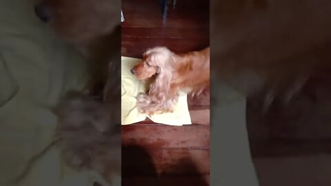 golden dog , shorts