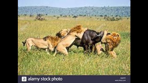 Lions attack buffalo