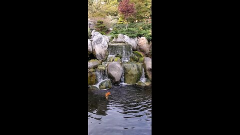 Relaxing Waterfall With Koi Fish