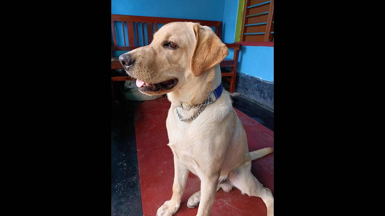 Labrador retriever puppy training sit and down|| Labrador puppy playing