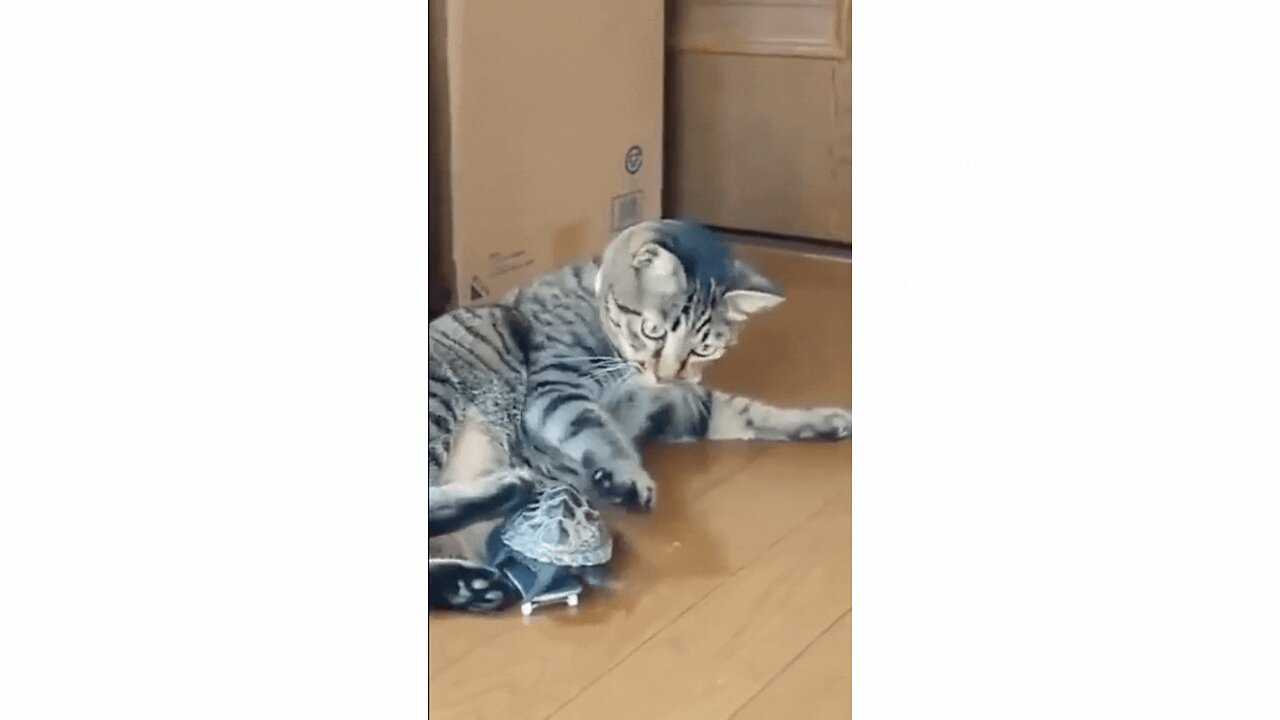 Turtle on Skateboard Plays with Cat