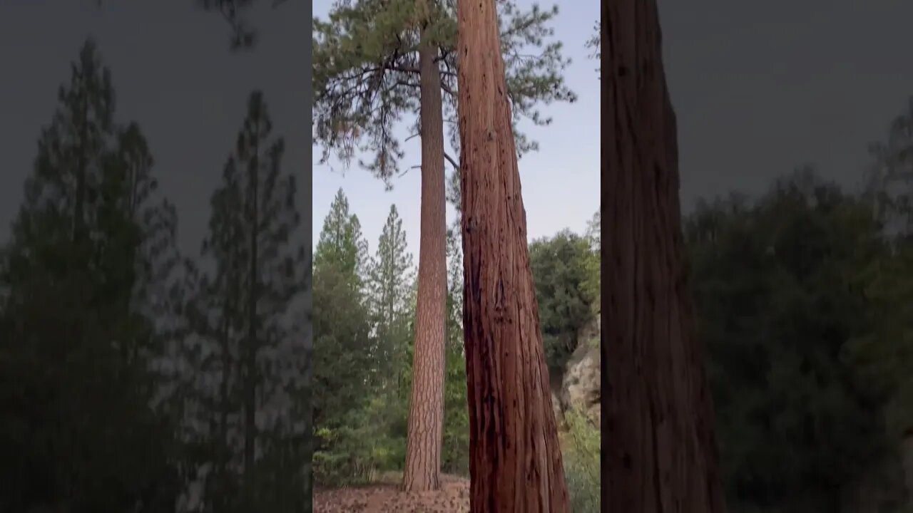 GIANT Pine Tree | Nature | Forest #shorts #short