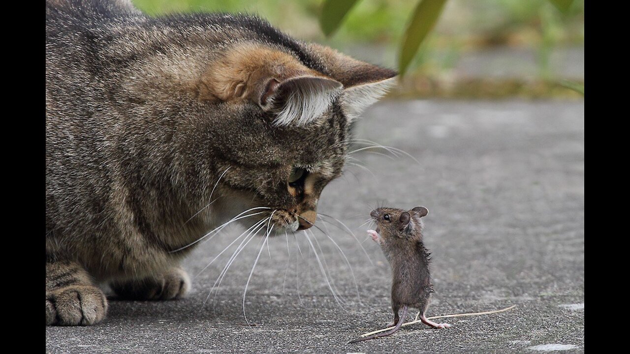 Where do mice come from in the house?Откуда появляются мыши в доме