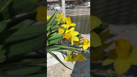 Busy Bee #bee #bumblebee #shorts