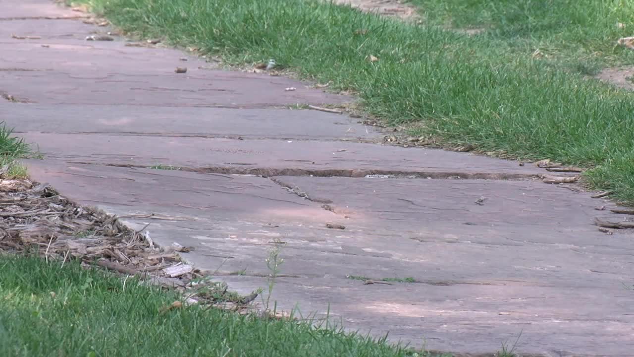 On Denver's sidewalk repair program, viewers ask: What about marijuana revenue?