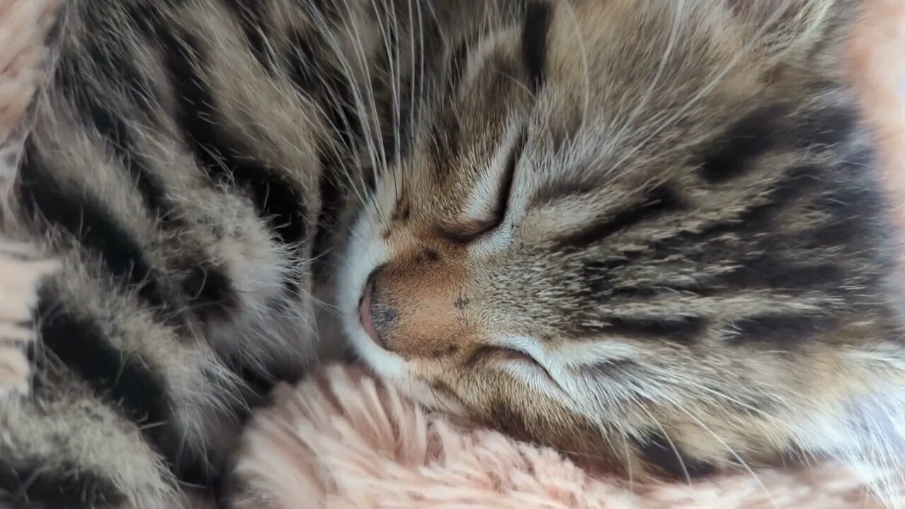 Sleeping kitten