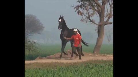 Great Marwari horses of Punjab|| Marwar || Punjab