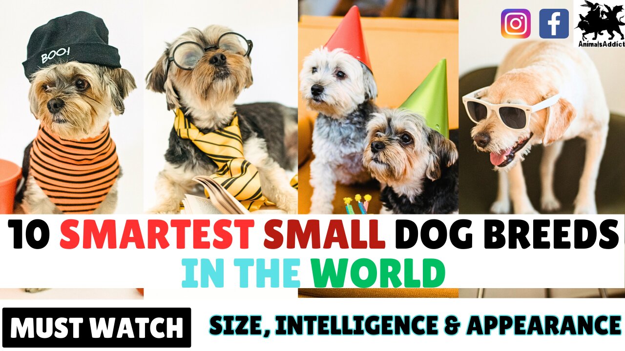 Top 10 Smartest Small Dog Breeds In The World | 10 Smallest Dog Breeds | 10 Small Dog Breeds