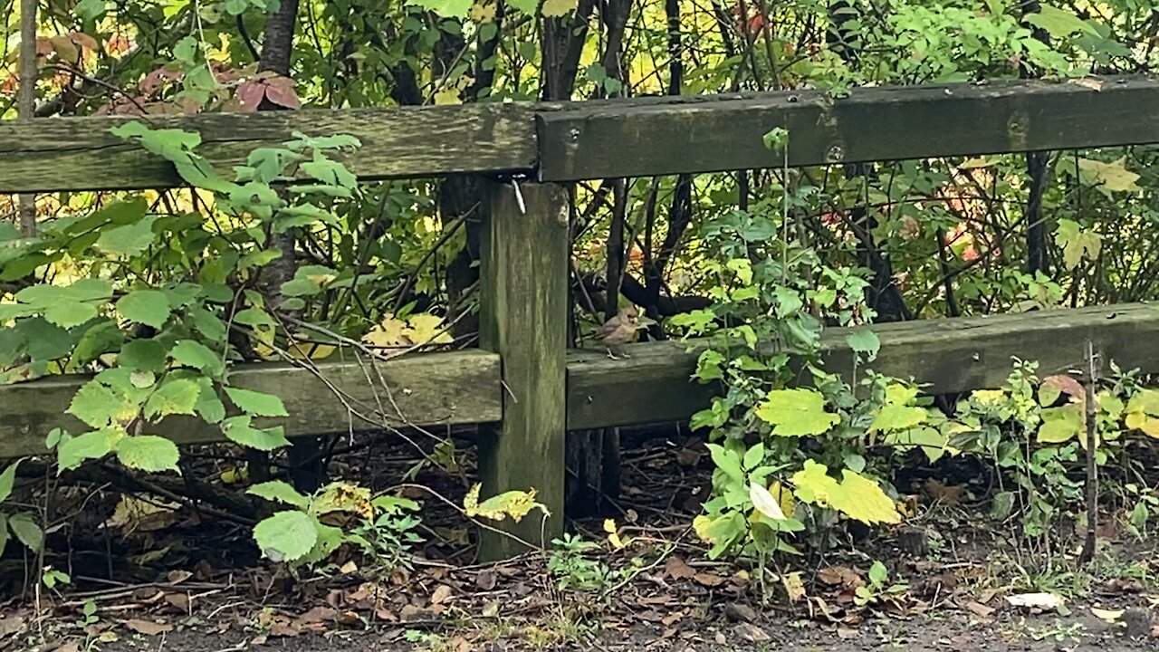 Cardinal fledgling trying to hide from me