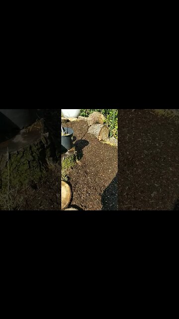 Update On My Small Backyard Garden #garden #gardening #yard #diy #shorts