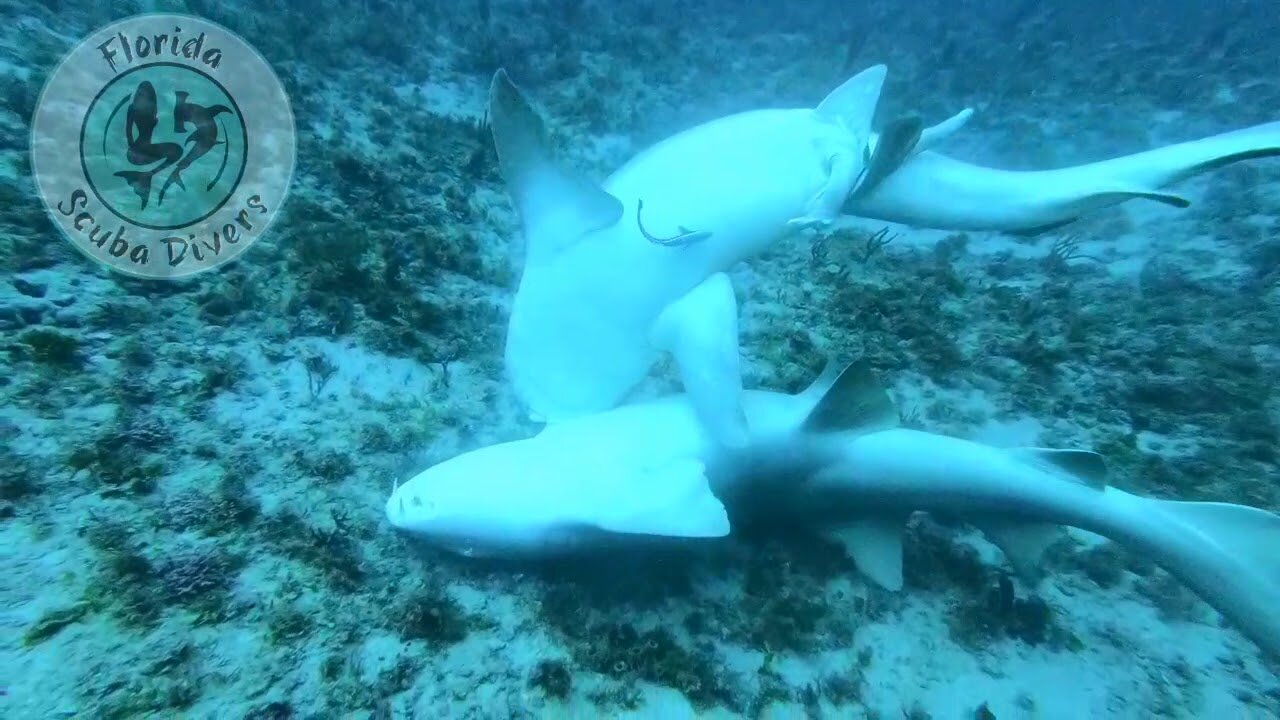 Never Seen In The Wild...Nurse Shark Mating capture by local Florida Divers