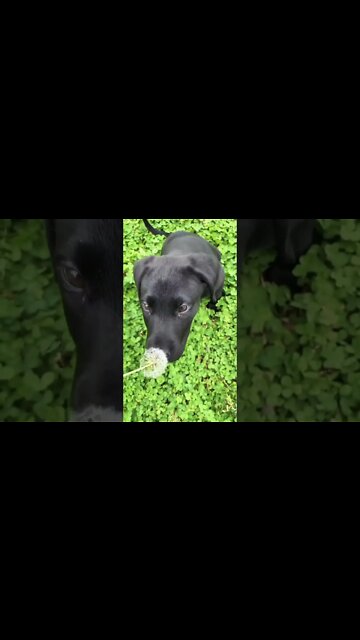 So cute #shorts #shortsfeed #clips #shortvideo