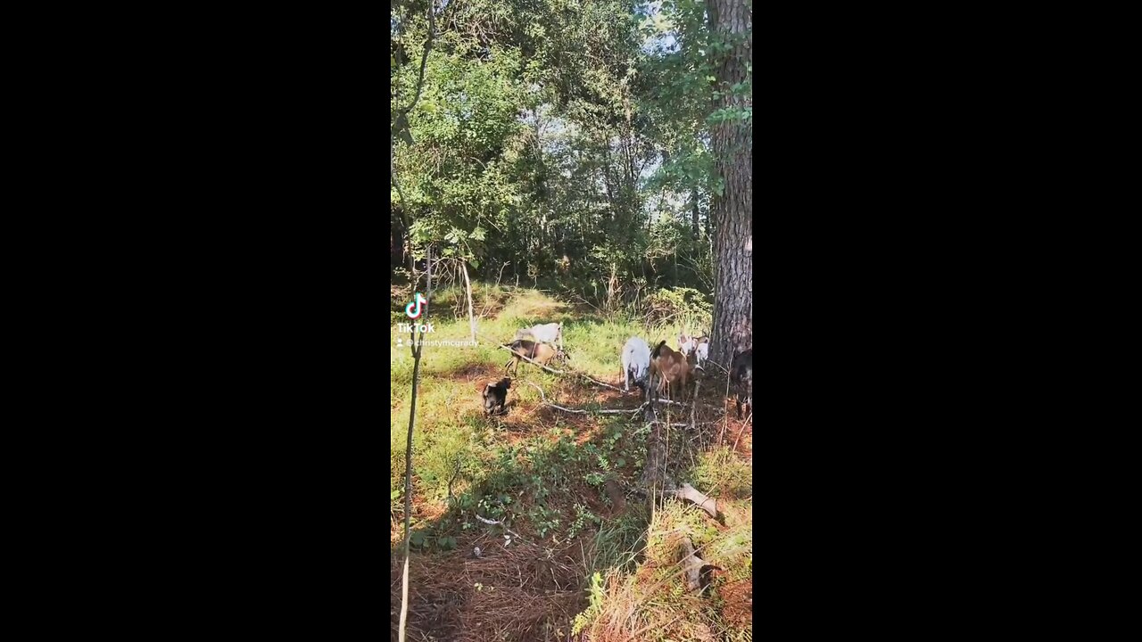 Cleaning pond bank with my goats!!πΊπΈπ