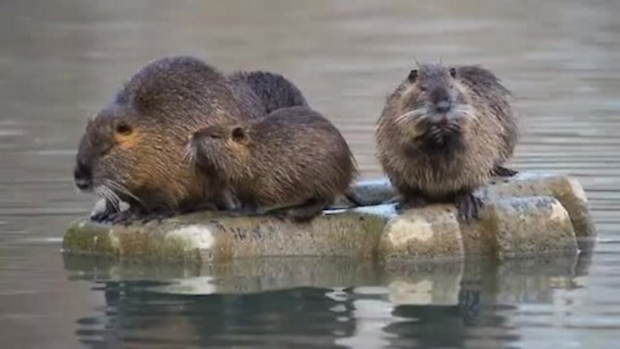 Mice trapped in water