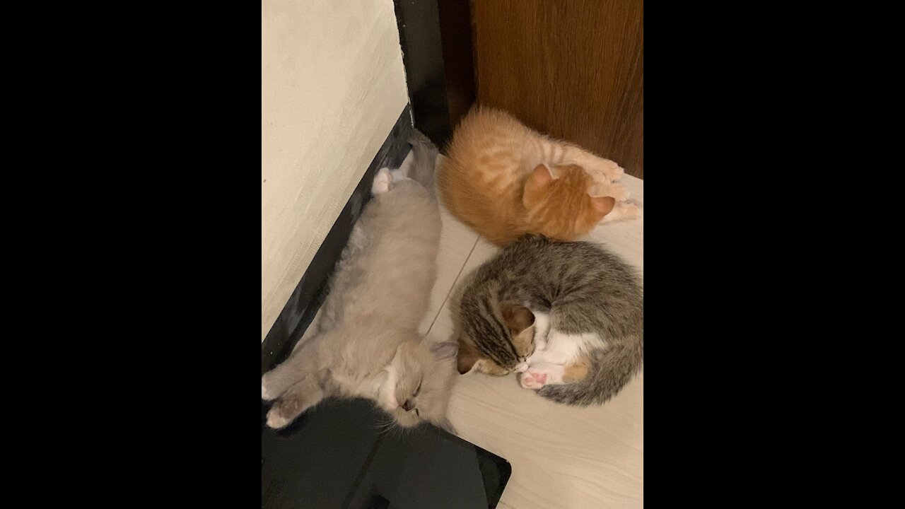 Bubi family - climbing cute kitten # part 2