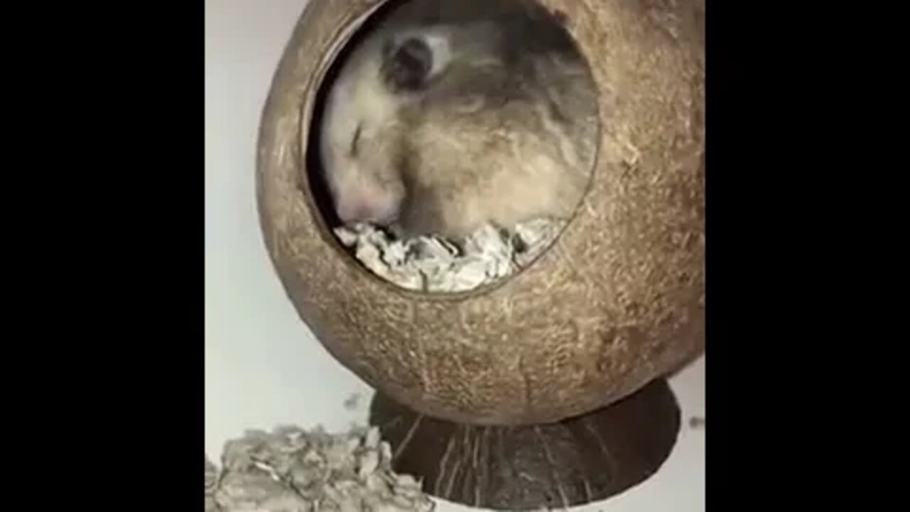 Cute Hamster In A Coconut Shell