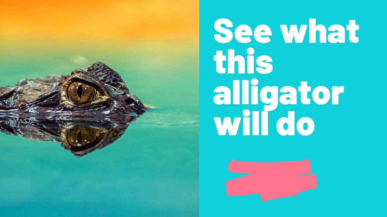 Alligator catches a distracted bird and swallows it