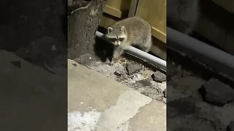 #raccoons #raccoon #viral #fyp #shorts #short #reels #reel #funny #nature #funnymoments #funnyracoon