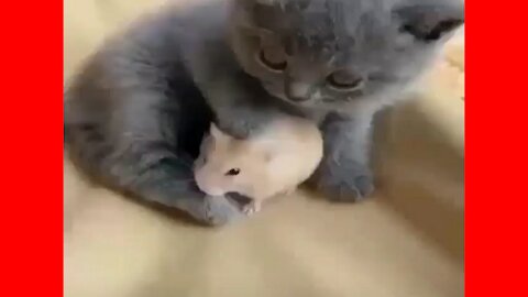 The cat protects the mouse and adopts friend