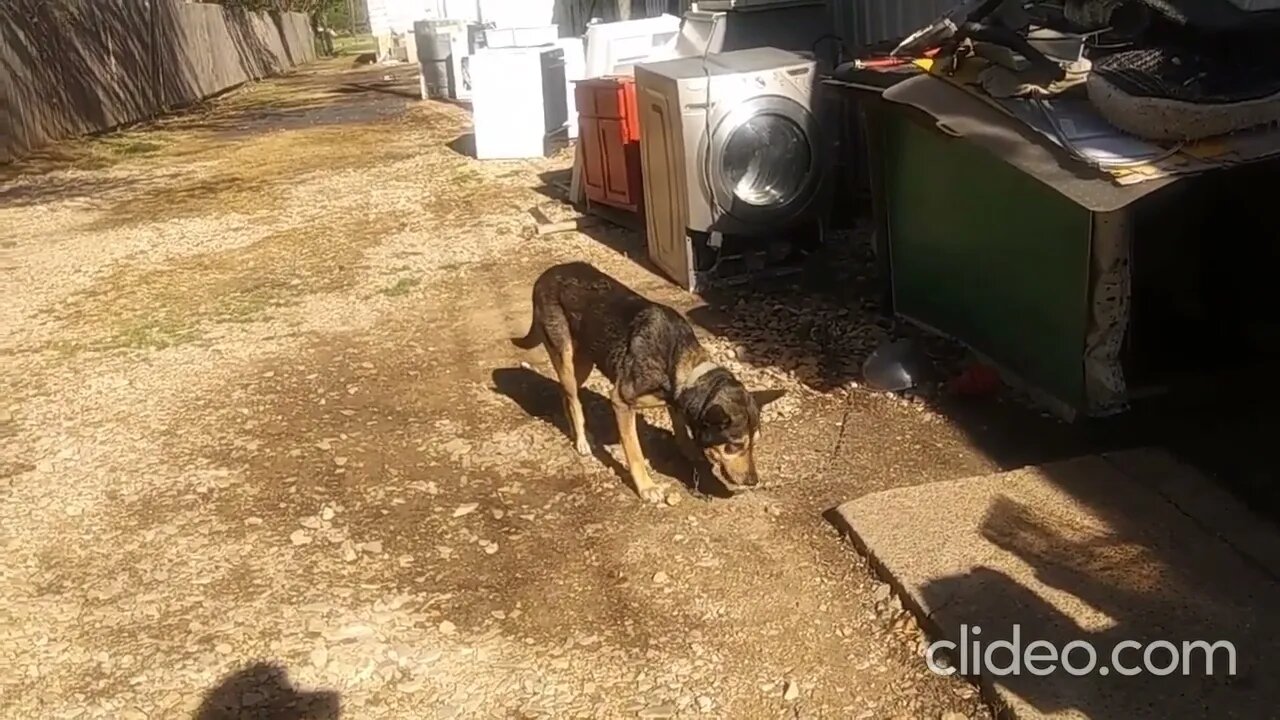 ILYANA Guard Dog on Bonham St PARIS, TEXAS