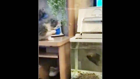 Funniest Animals | Funny Fish And Cat | Funny Animals Video || full comedy video funny comedy video