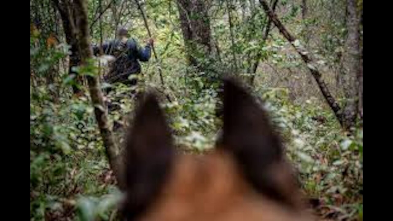 These Soldiers are training their Dogs in the jungle are there any enemies there