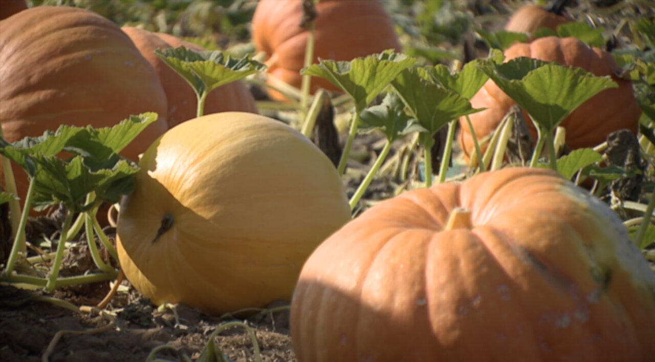 Carlsbad pumpkin patch opens for the 2020 season, complete with an apple cannon