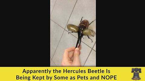 Apparently the Hercules Beetle Is Being Kept by Some as Pets and NOPE