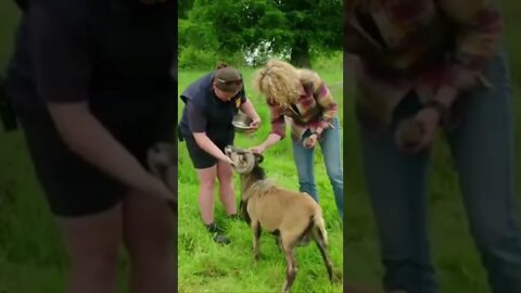 Animals behaving badly - funny animals #cats #dogs #bird #goat #shorts