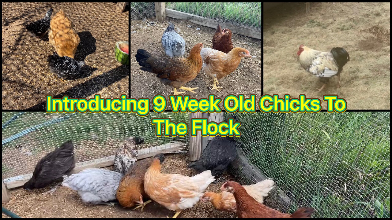 Introducing 9 Week Old Chicks To The Flock