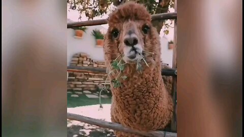 cute animals of 2024 part 1