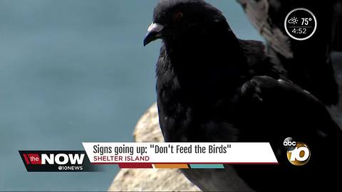 Signs going up: Don't feed the birds