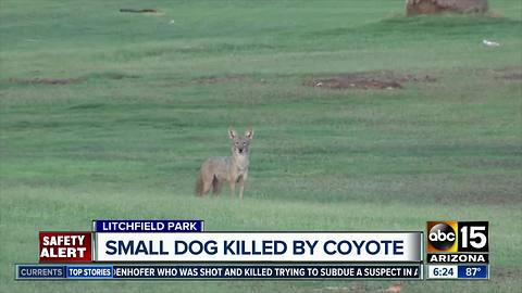 Litchfield Park man worried after dog killed by coyote