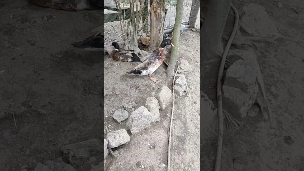 Muscovy Cross Ducks, just relaxing