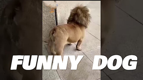 my funny DOG Video