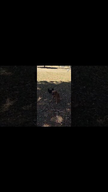 It is good to have a sheep dog