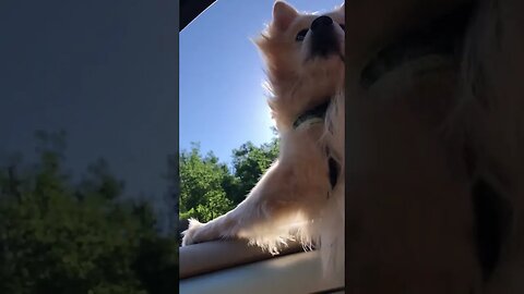 Me gusta conducir... #spitz_dog #dog #dogshorts #doglover #perros