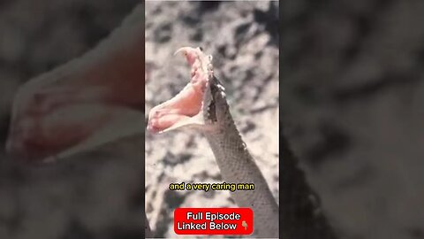 Snake Bites Man In Tragic Recent Australian Case
