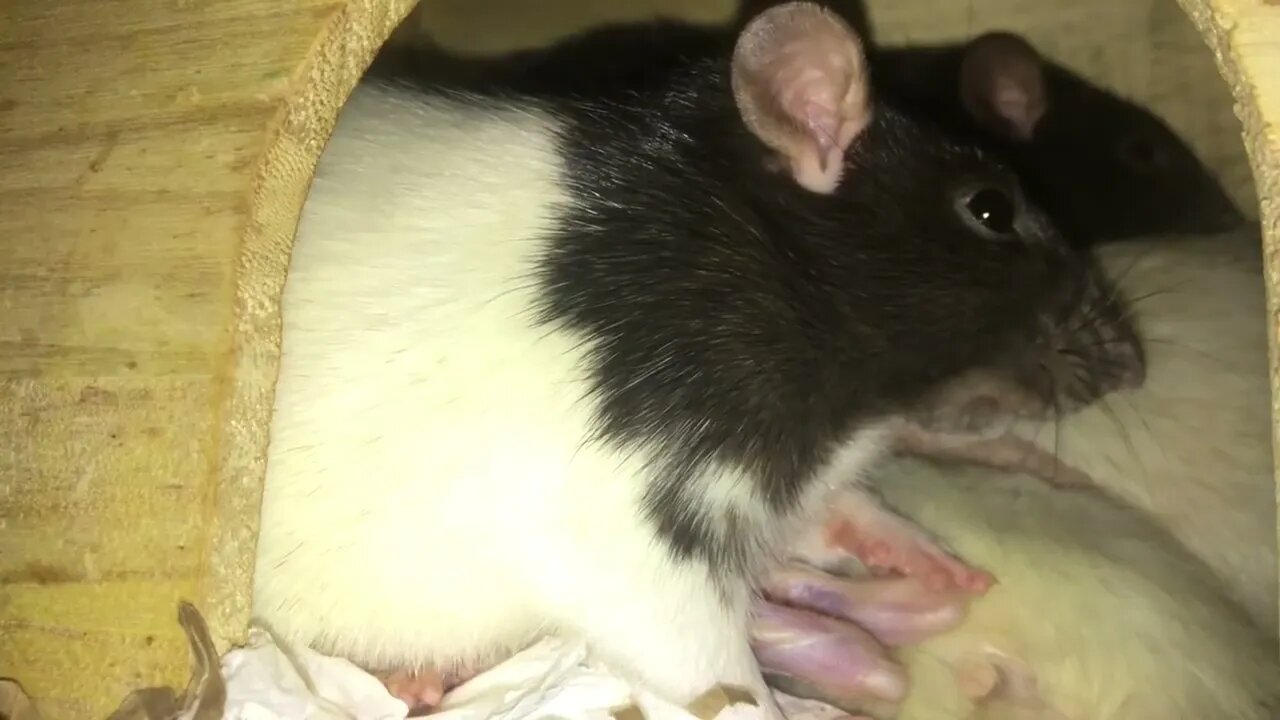 10 Weird Yet Totally Normal Behaviors (and More) from Pet Rats