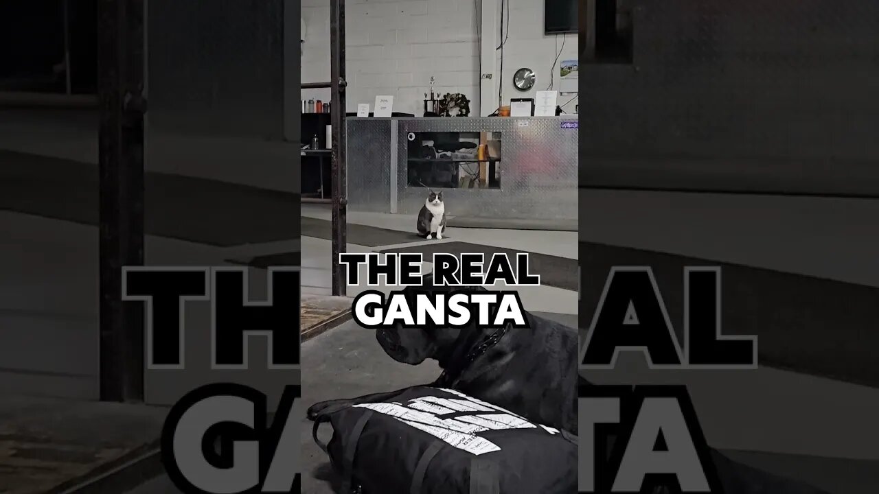 Cane Corso vs Gansta Cat #shorts #viral #funnydogs