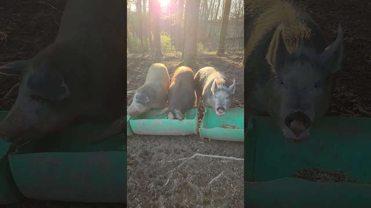 Sunrise Breakfast for the Pigs @UncleTimsFarm #kärnəvór #carnivore #shorts #pigtalk