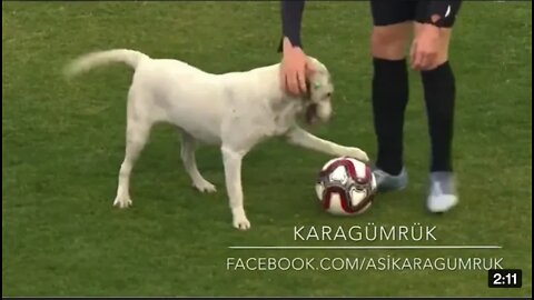 Canine interruption: How a dog brought a football match to a halt _ Dog Video