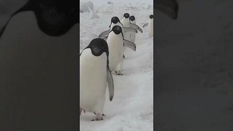 Everybody’s wearing their tuxedo for the NYE party tonight! 😊 #shorts #animals