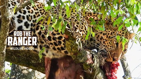 Leopard With Prey In A Tree | Lalashe Maasai Mara Safari