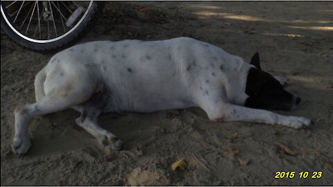 15_1023 余小魚_胖胖瘦瘦