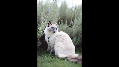 Tiktok Charming Felines Entertaining Recordings Arrangement 2019. (Funny Animals #274)