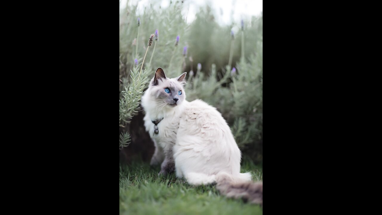 Tiktok Charming Felines Entertaining Recordings Arrangement 2019. (Funny Animals #274)